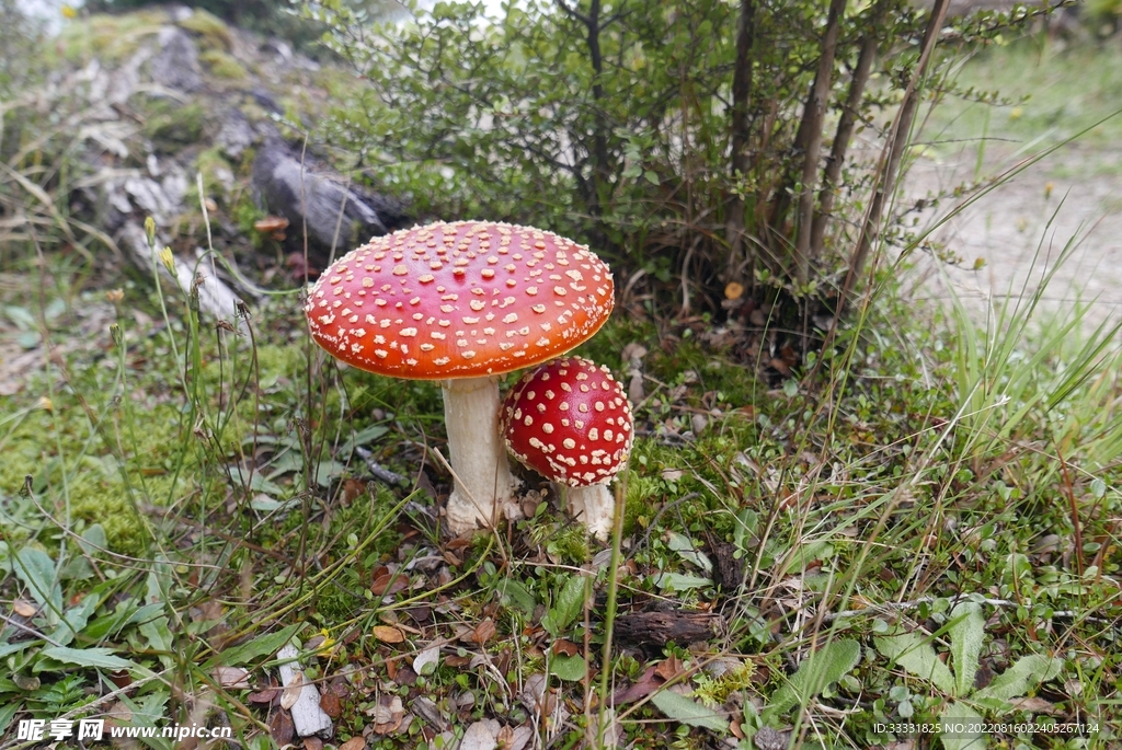 蘑菇