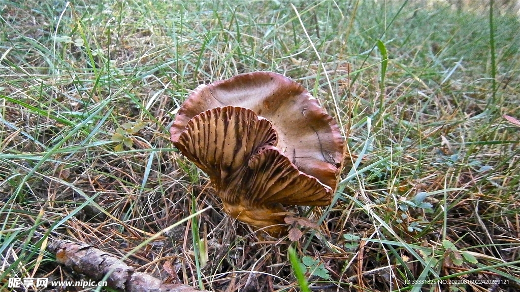 蘑菇