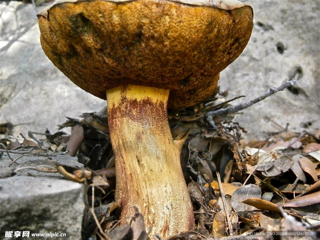 蘑菇