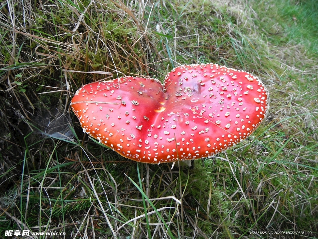 蘑菇