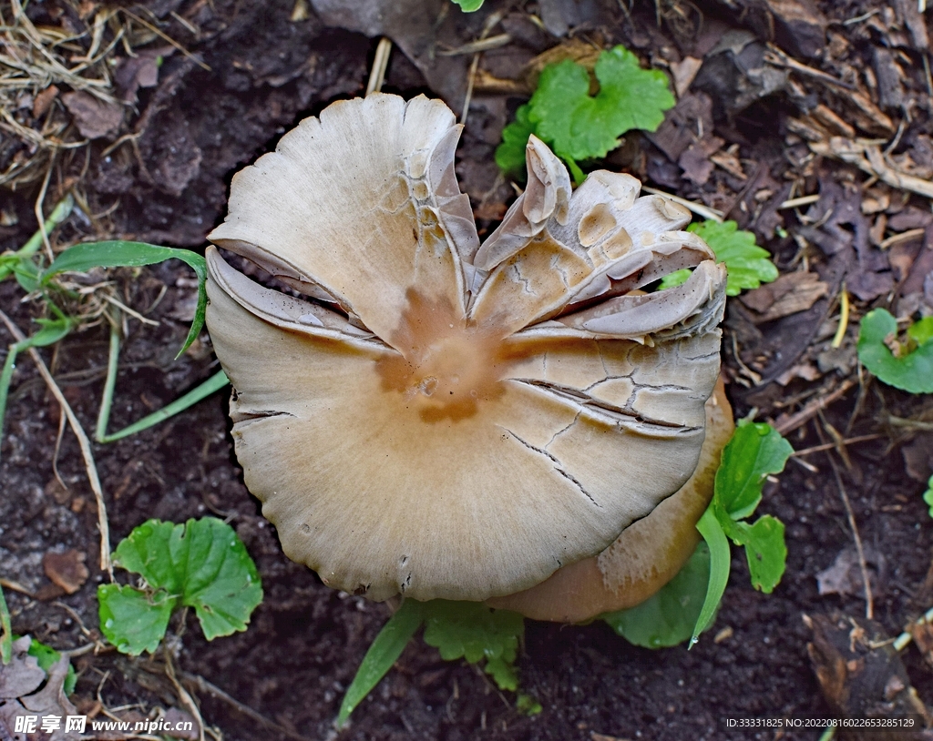 蘑菇