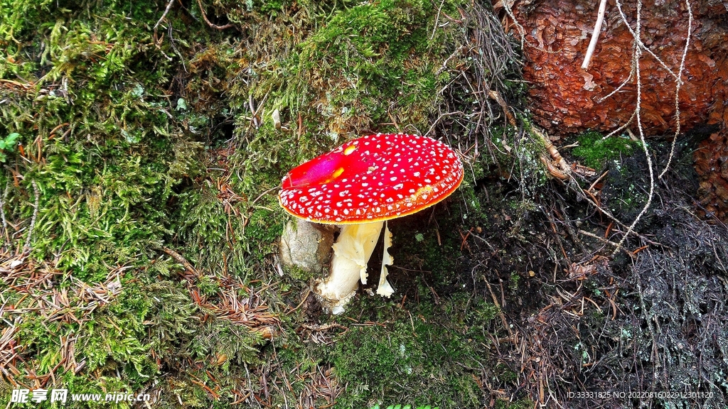 蘑菇