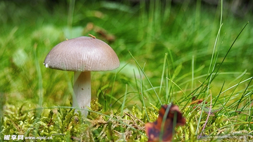 蘑菇摄影图__蔬菜_生物世界_摄影图库_昵图网nipic.com