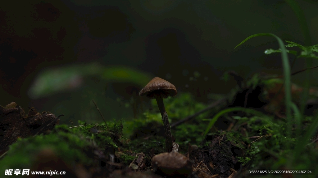 蘑菇