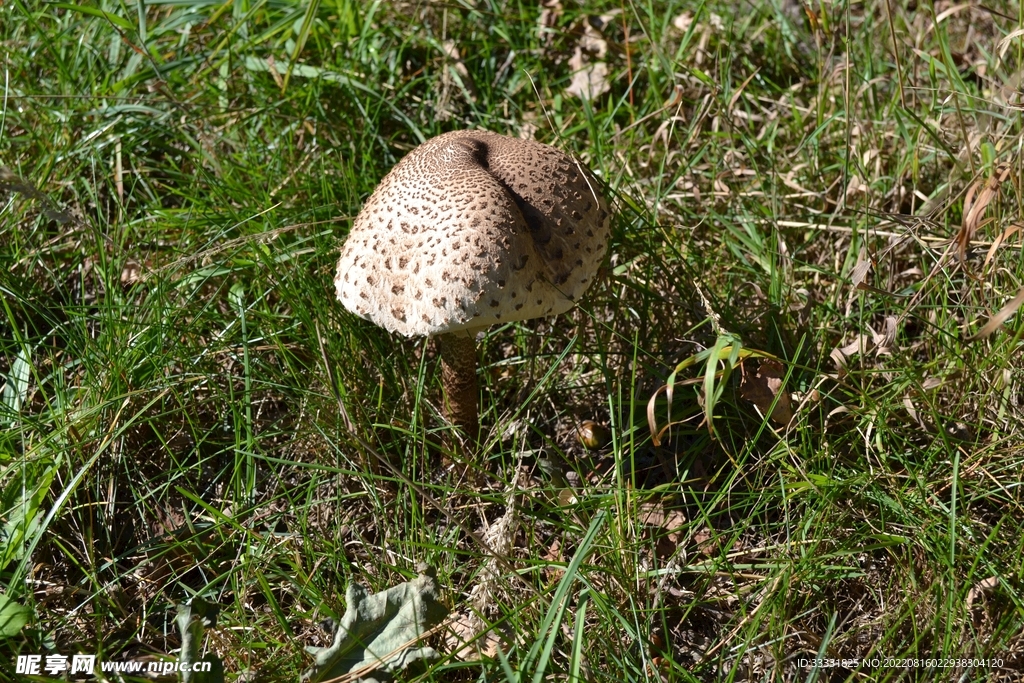 蘑菇