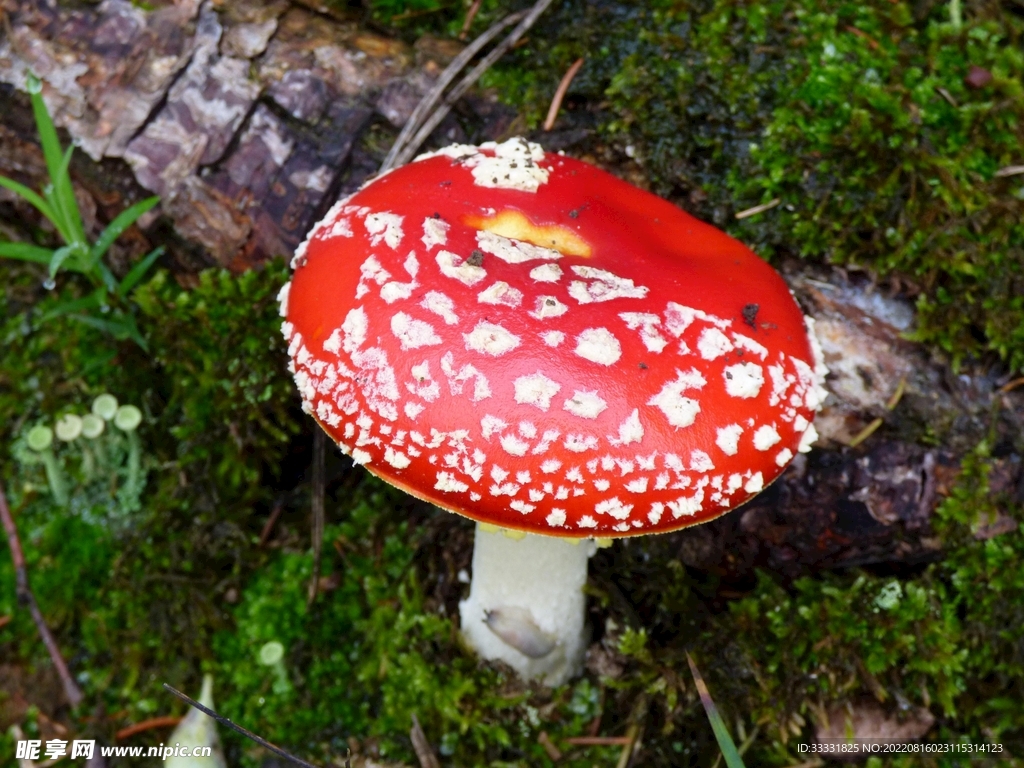 蘑菇