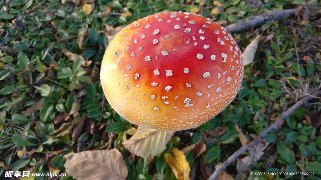 蘑菇
