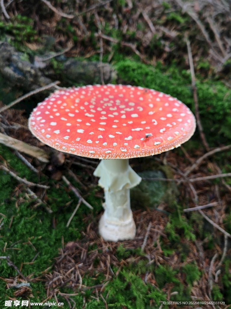 蘑菇