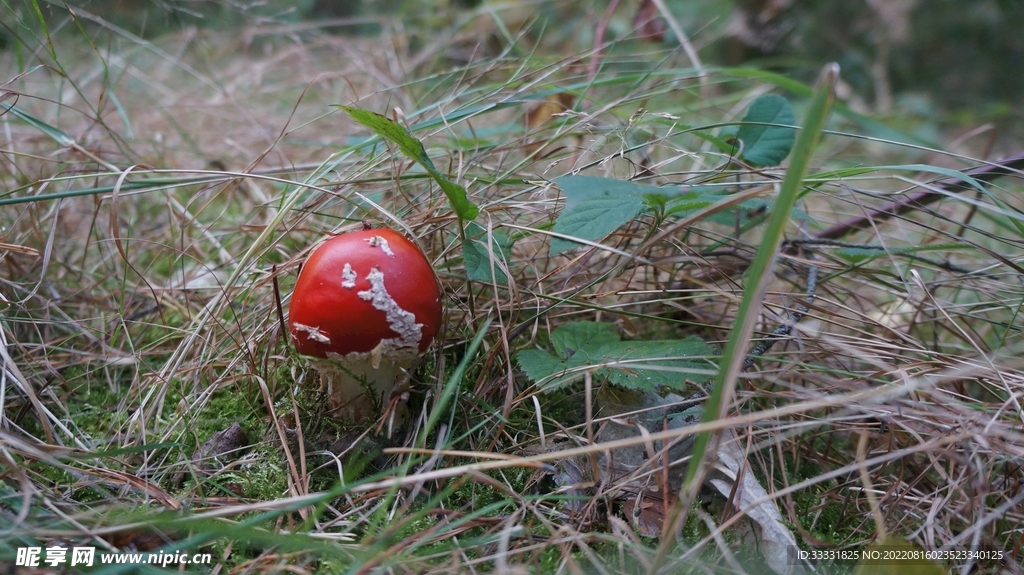 蘑菇