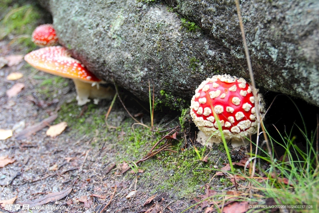 蘑菇