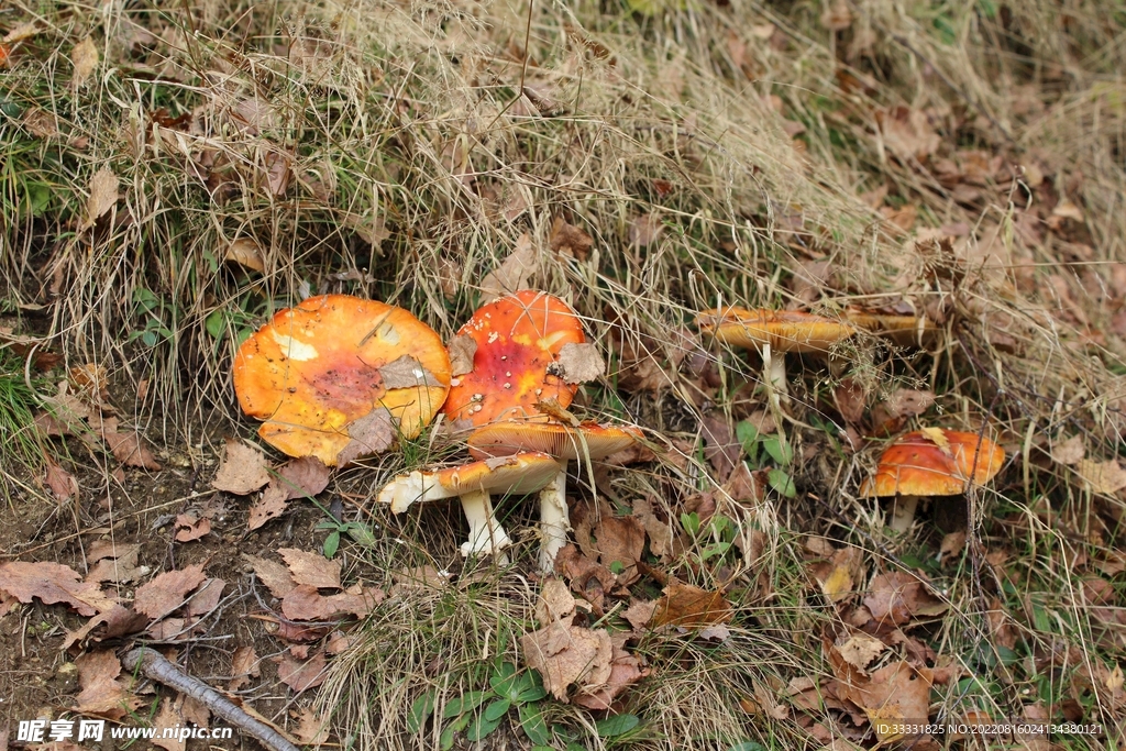 蘑菇
