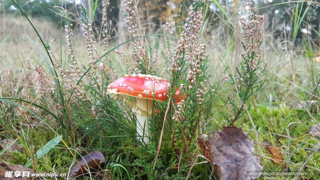 蘑菇