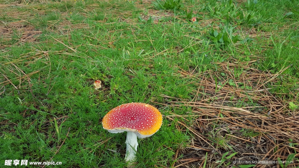 蘑菇