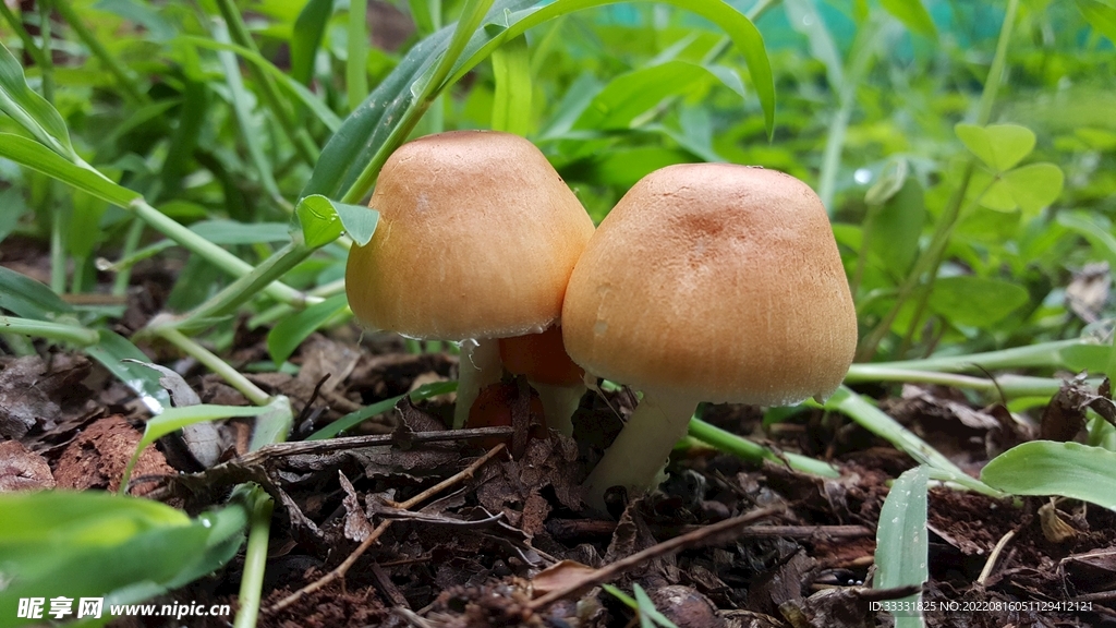 蘑菇