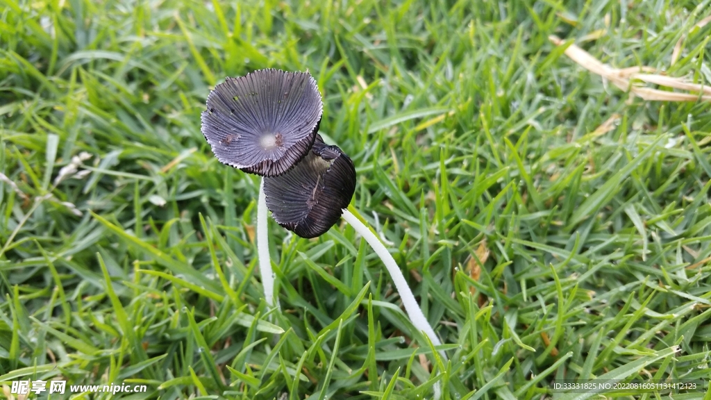 蘑菇
