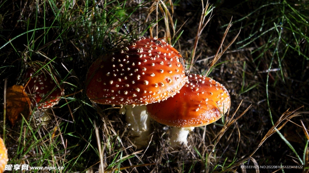 蘑菇