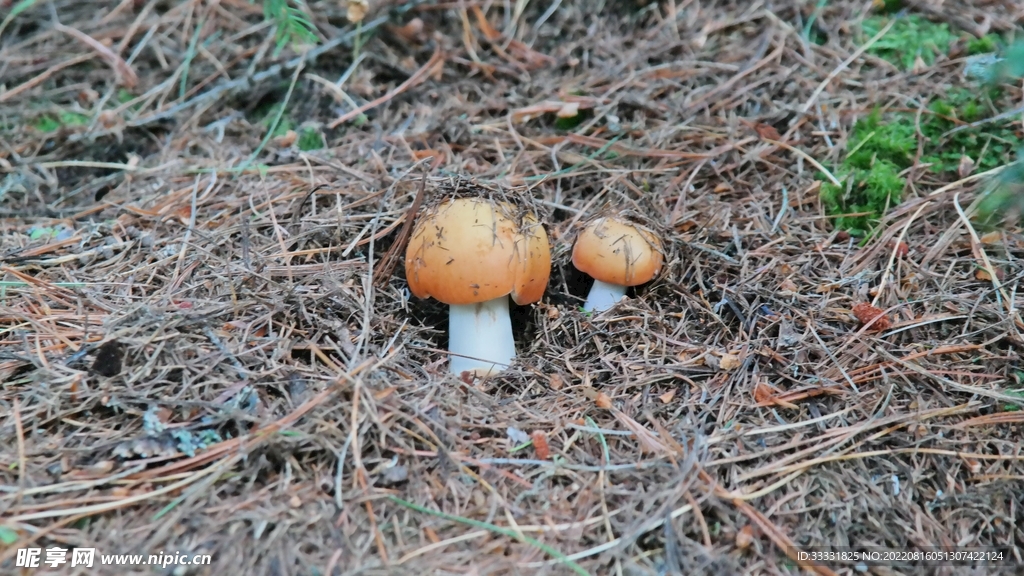 蘑菇