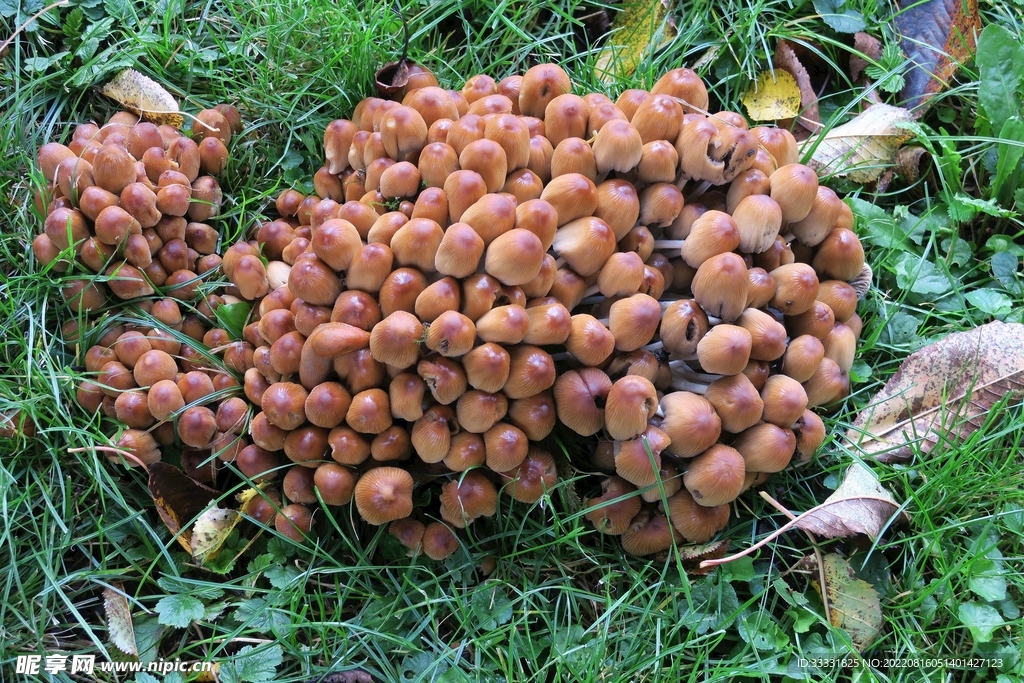 蘑菇