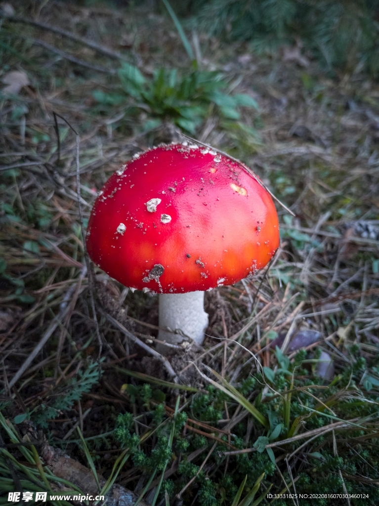 蘑菇