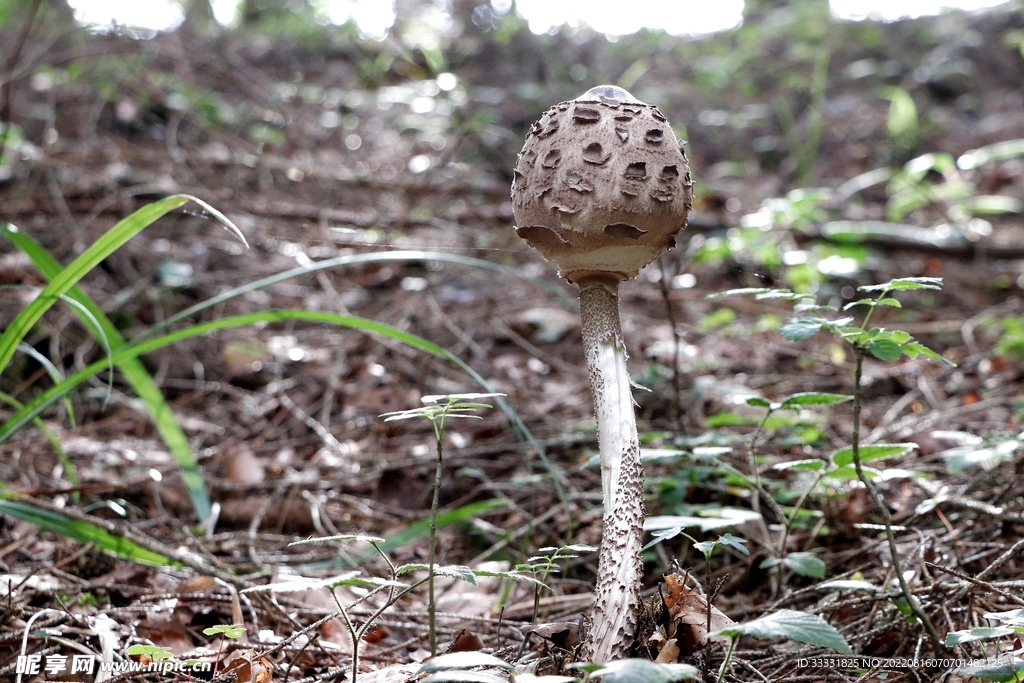 蘑菇