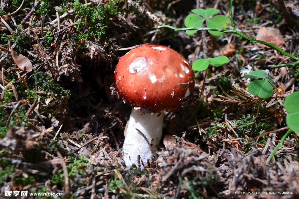 蘑菇