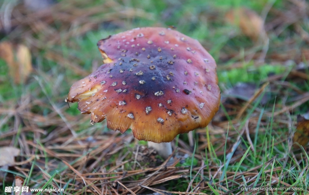 蘑菇