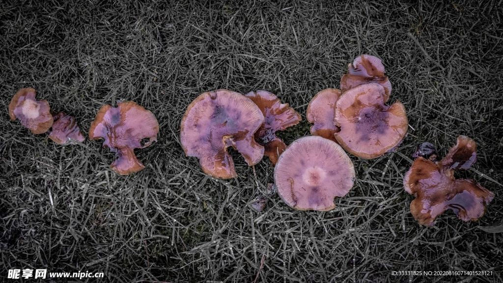 蘑菇