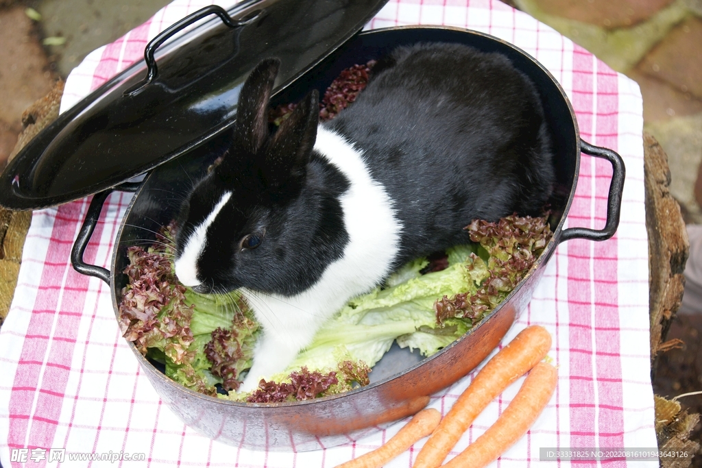 兔子