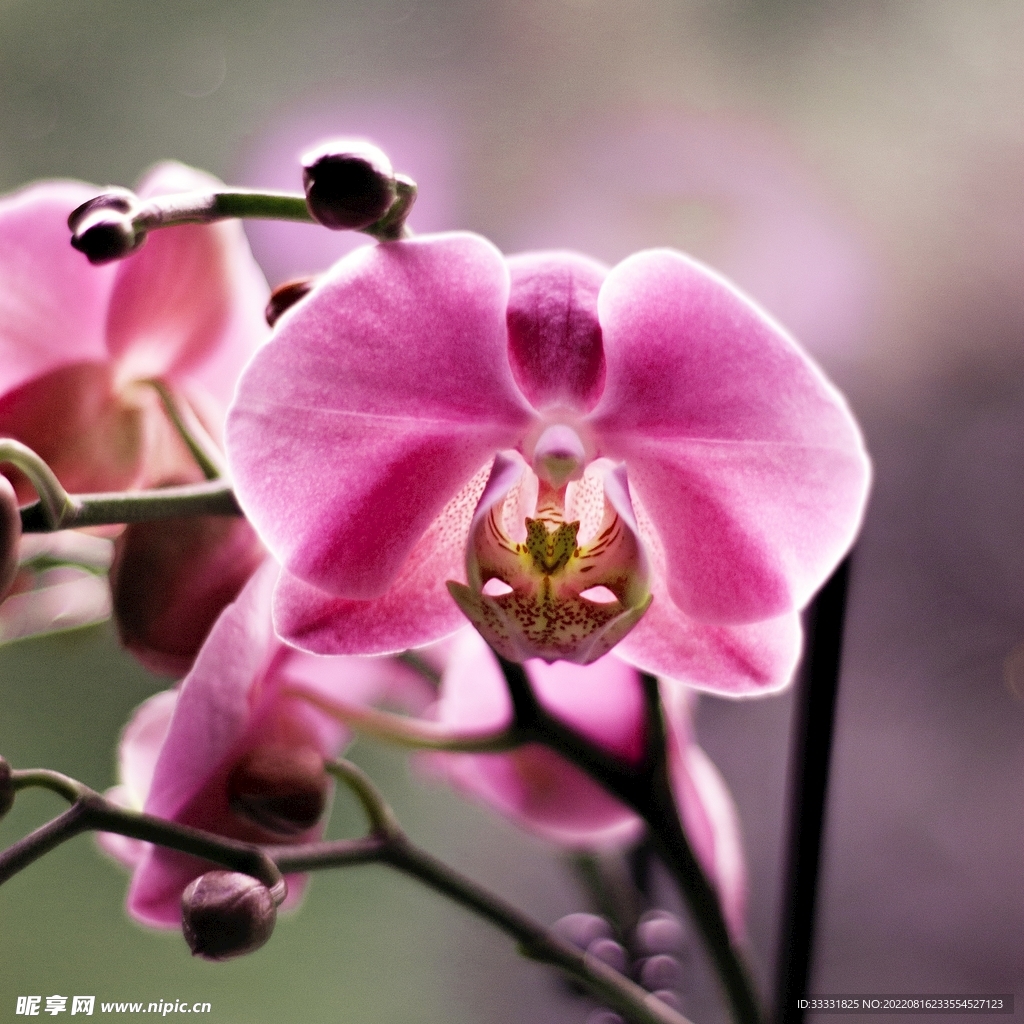 兰花
