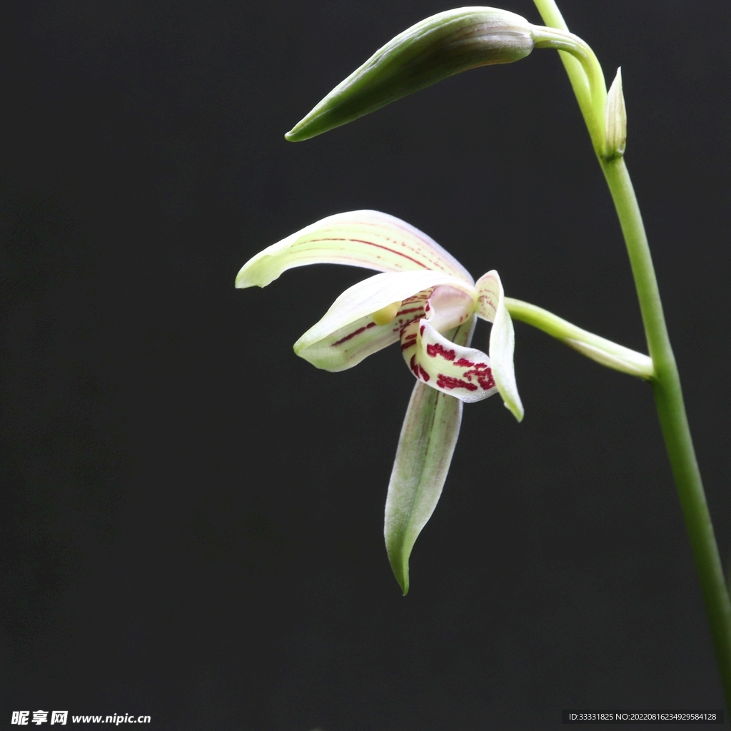 兰花