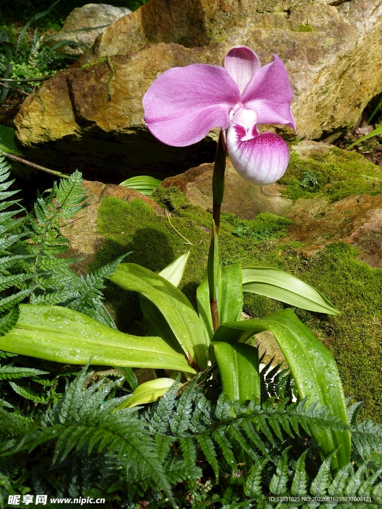 兰花