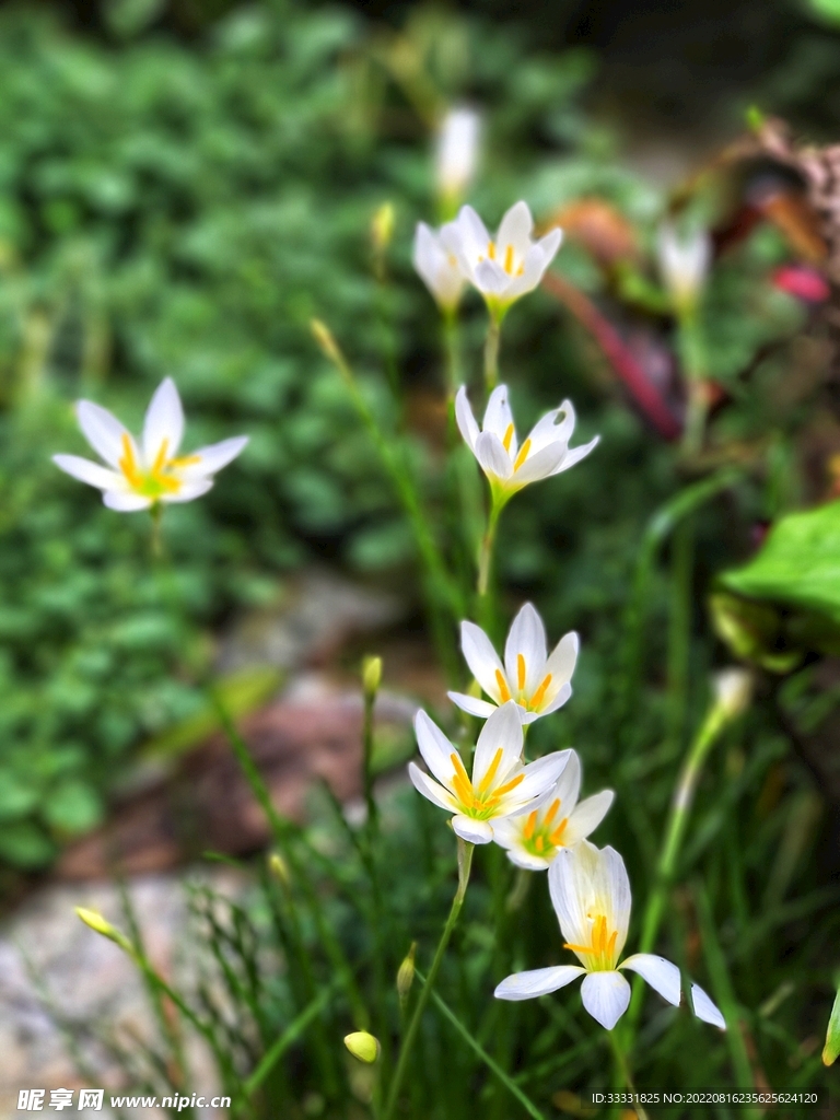 兰花