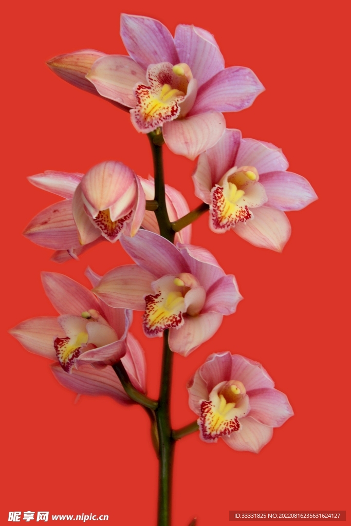兰花