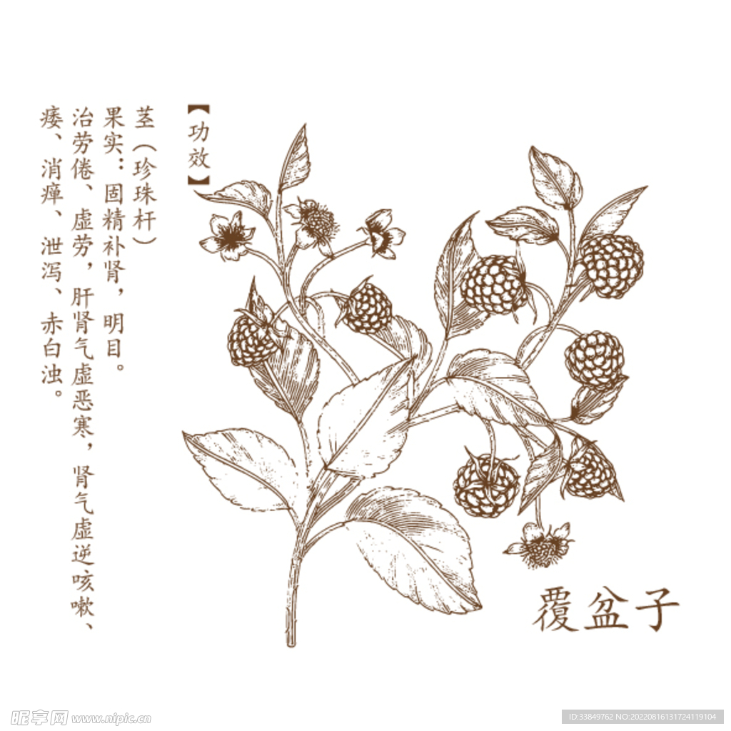 覆盆子矢量