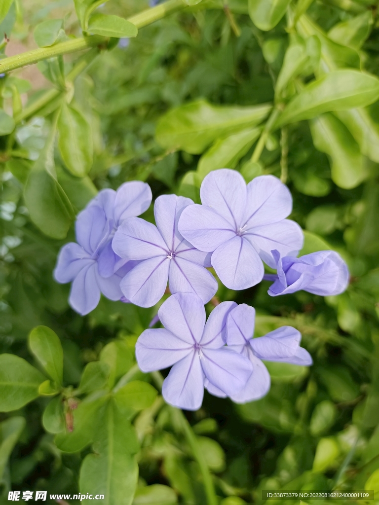 紫色花朵