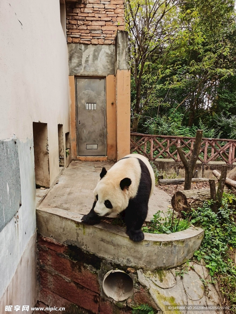 大熊猫