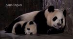 大熊猫