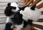 大熊猫