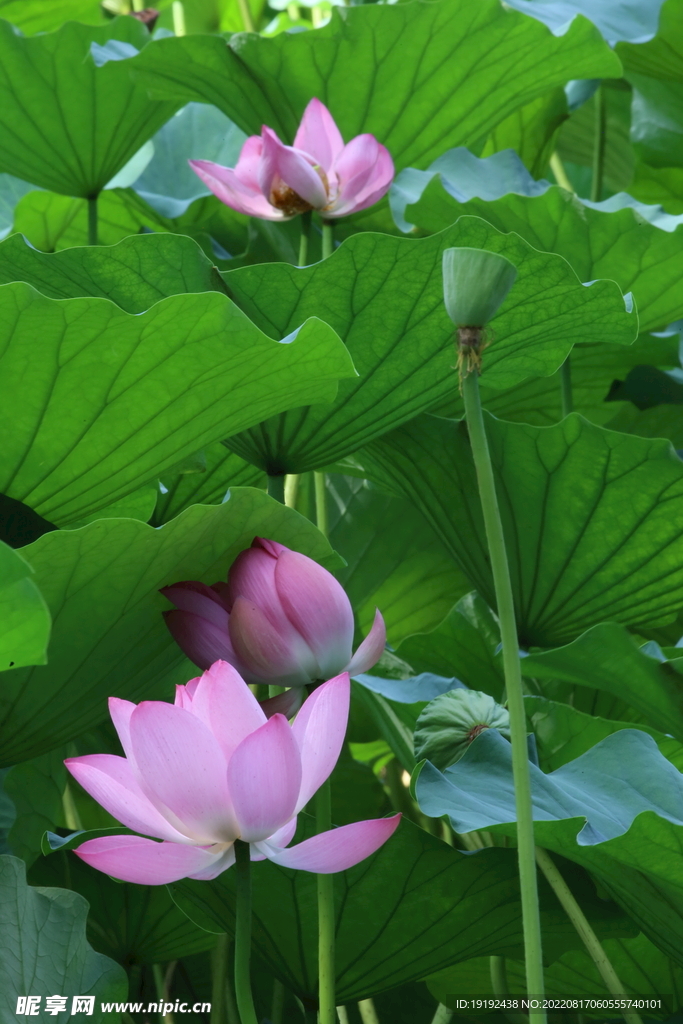 荷花
