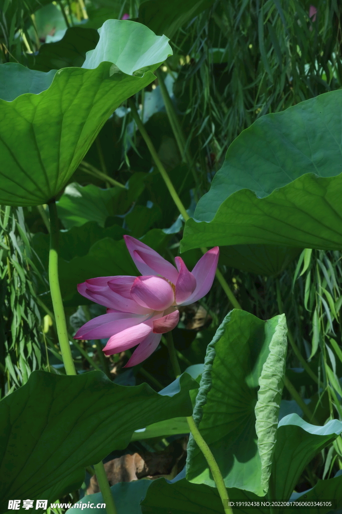 荷花 