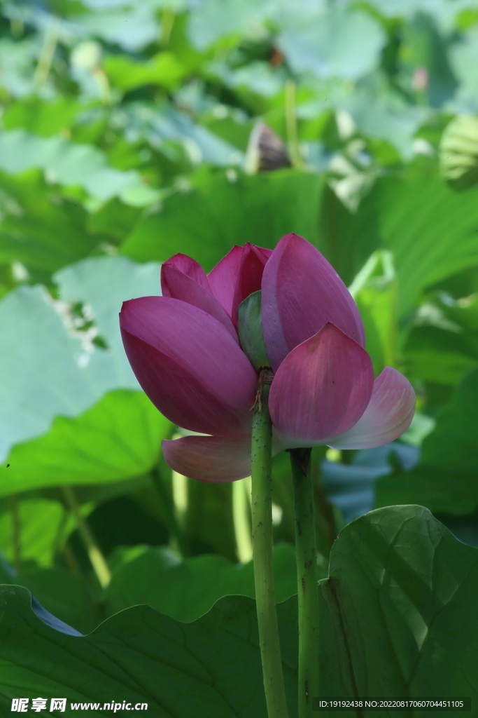 荷花 