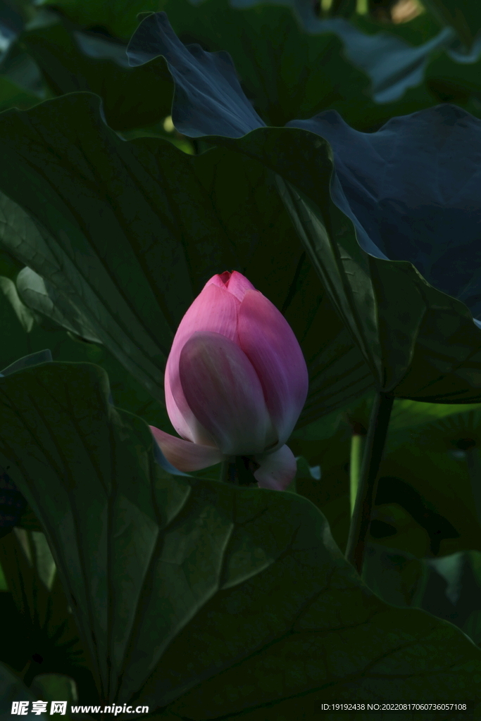 荷花