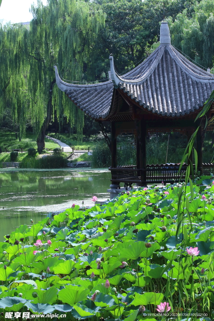 荷花