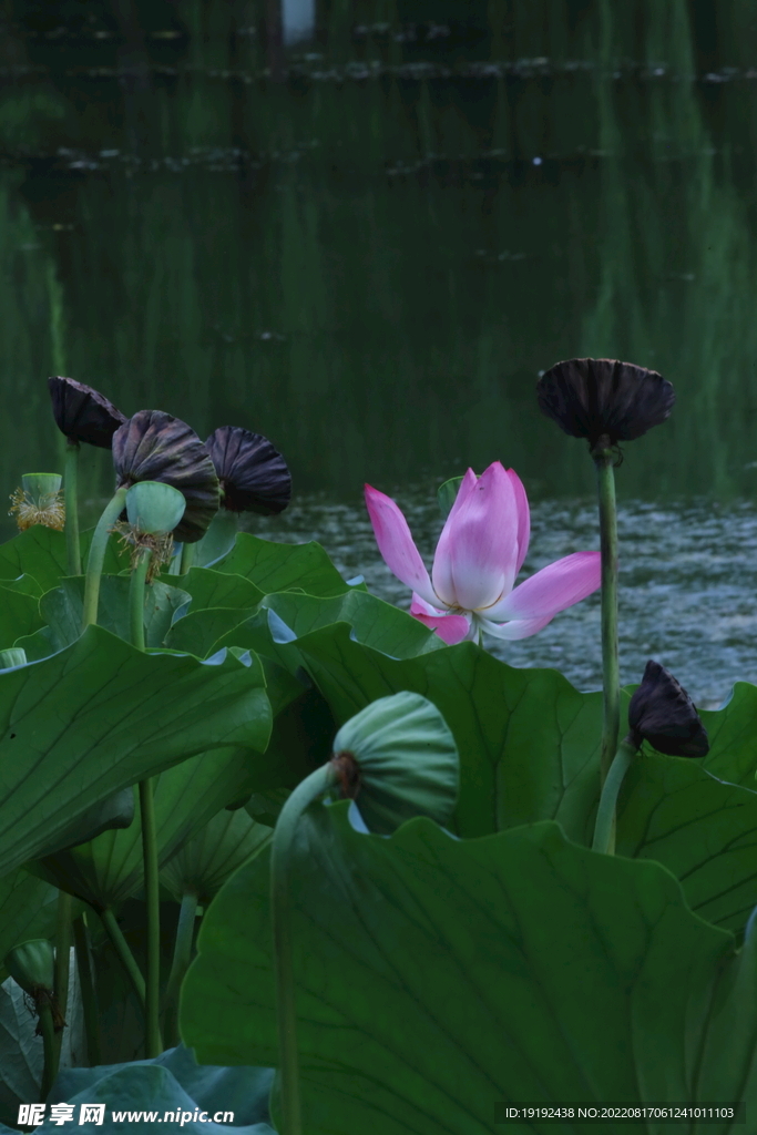 荷花 