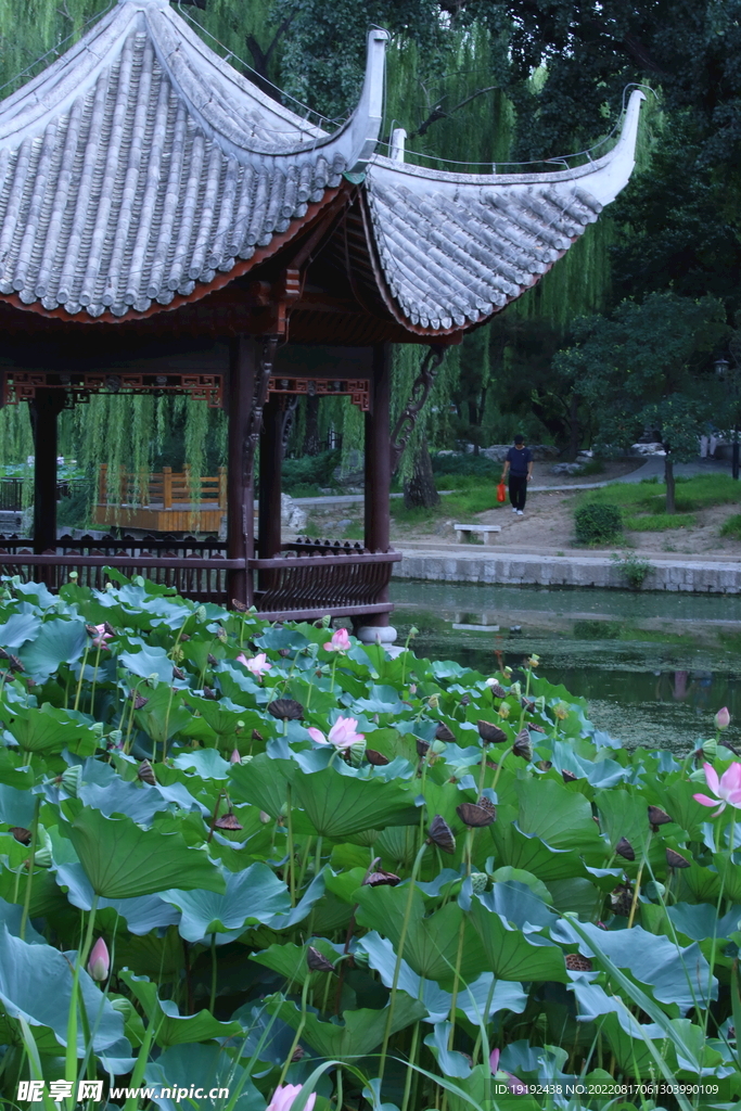 荷花 