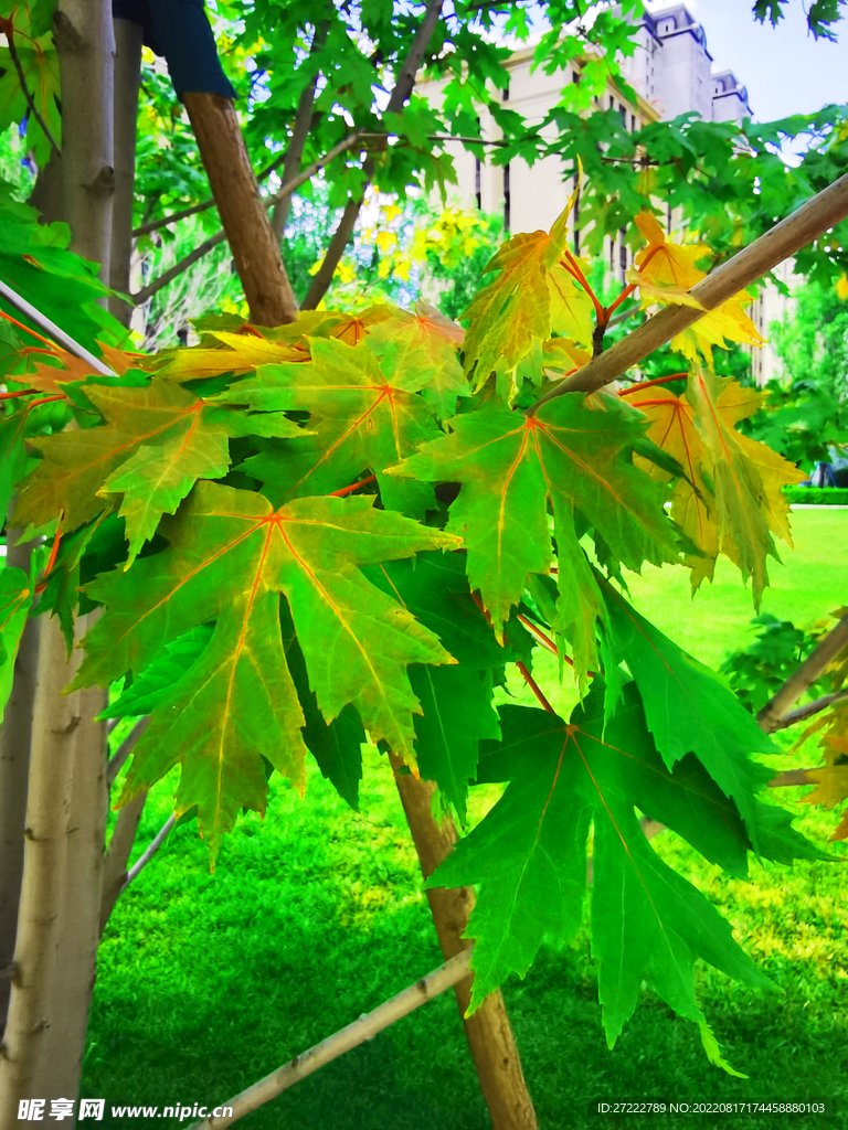 鸡爪槭