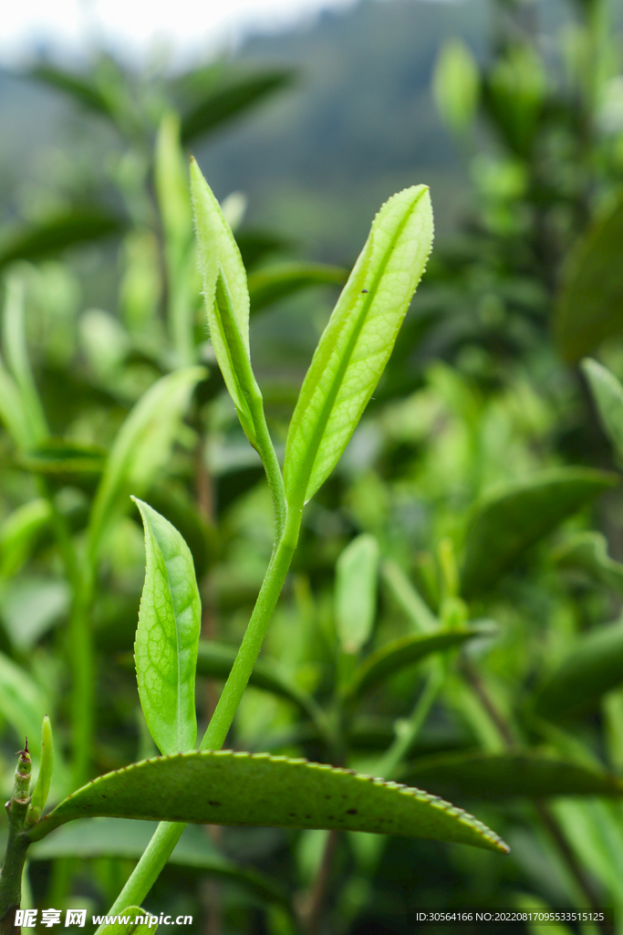 户外茶叶茶园种植