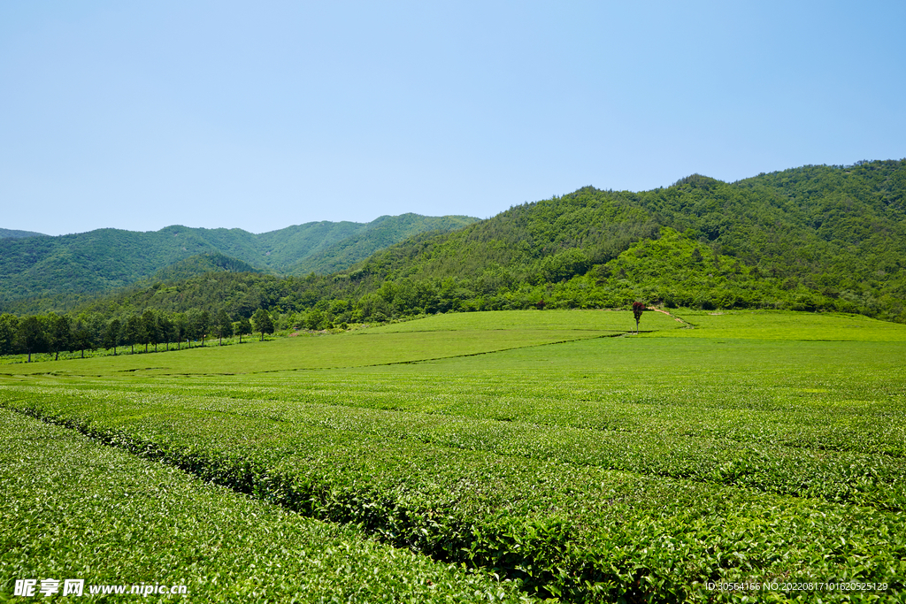 户外绿色茶园种植