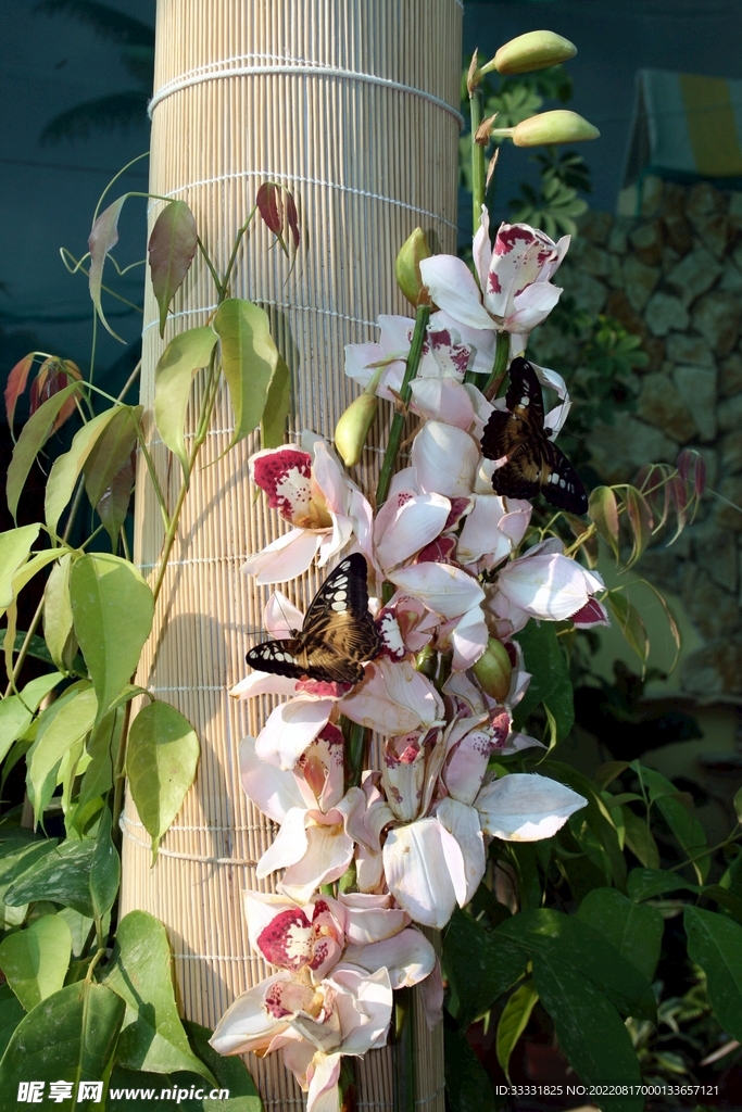 兰花