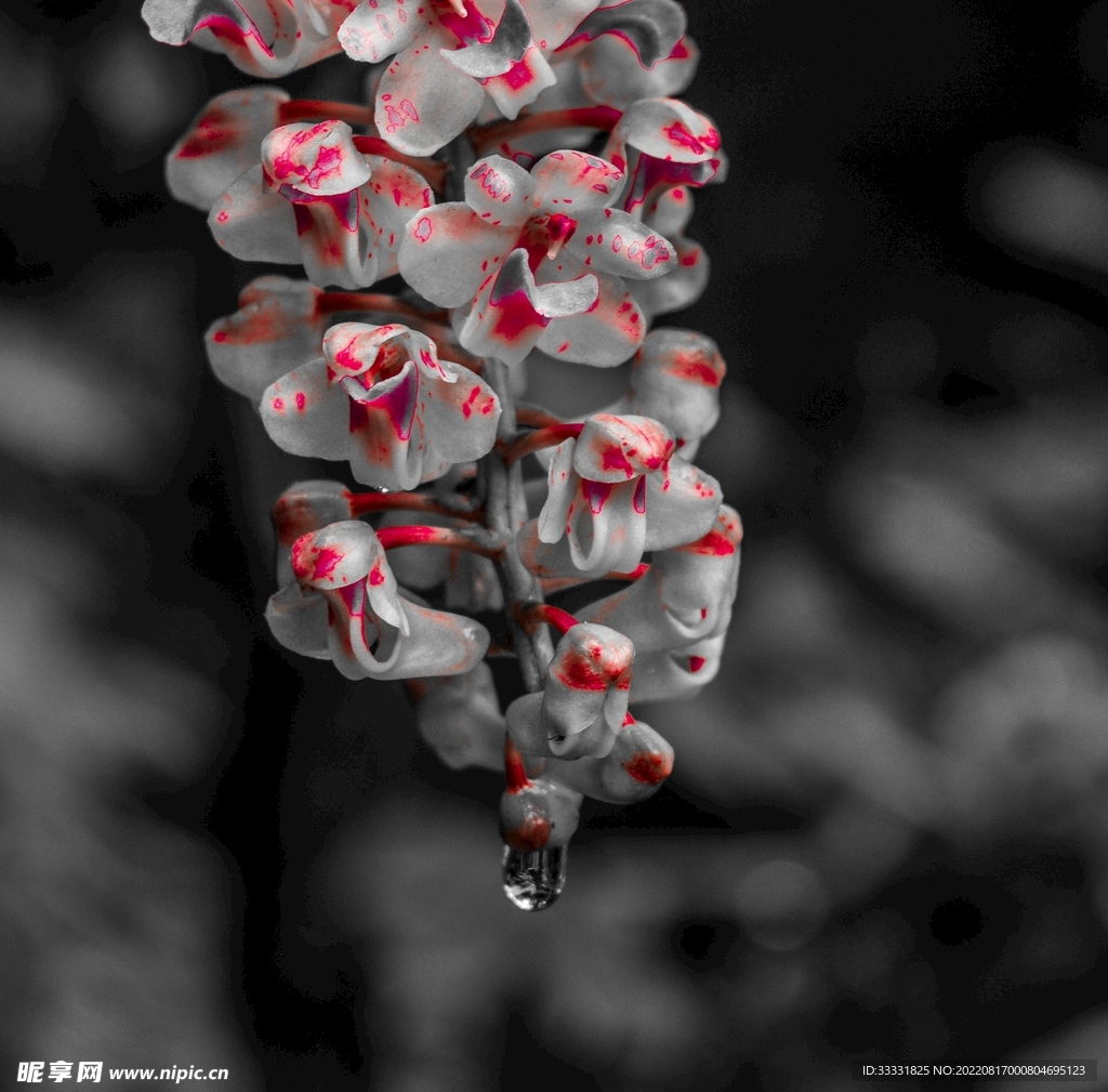 兰花
